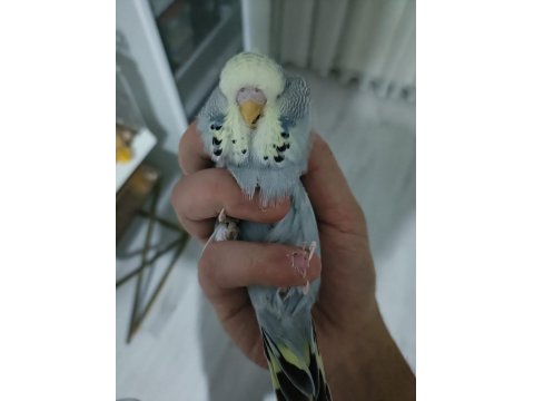 Yeni Yeme Düşmüş Show Jumbo Muhabbet Kuşlar