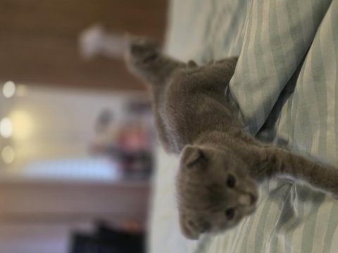 2 Aylık Scottish Fold Kızımız