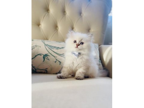 Sevimli Minik British Longhair