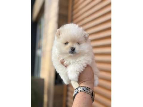 45 Günlük Erkek Pomeranian Boo