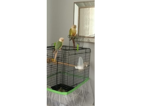 Takım Bilezikli Konur Papağanı