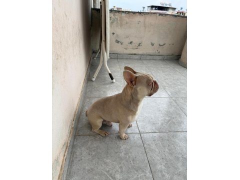 New Shade Isabella French Bulldog