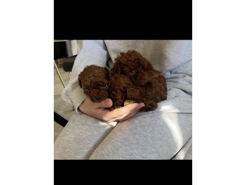 Ev Ortamında Büyüyen Poodle Yavrular