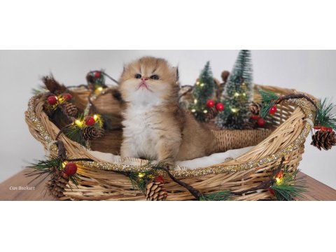 Hatay British Longhair Yavrular