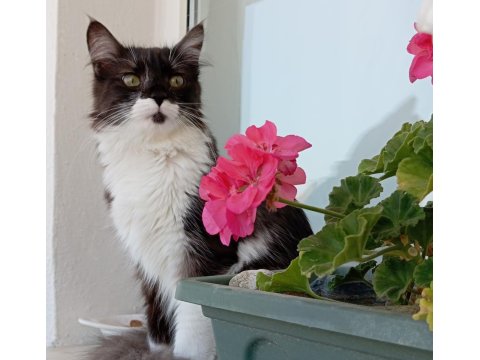 Maine Coon Kedimizi Sahiplendiriyoruz