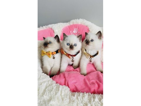 Nadir Bulunan Maviş Chocolatte Point British Shorthair