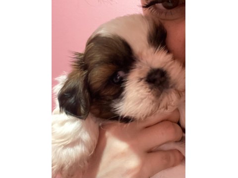 Efsane Shih Tzu Bebekler