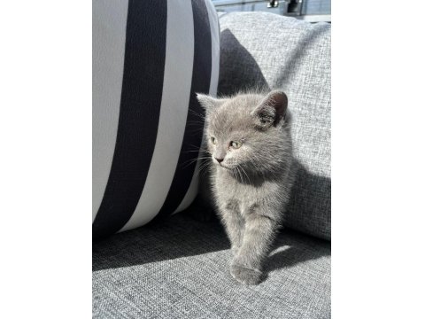 British Shorthair Bebek Kedimiz