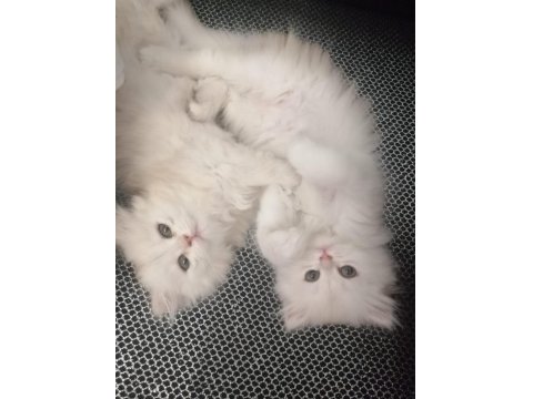 Beyaz British Longhair Kardeşler