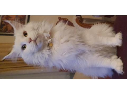 Maine Coon Yavru Kedimiz