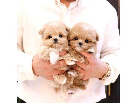 Mükemmel Maltipoo Yavruları