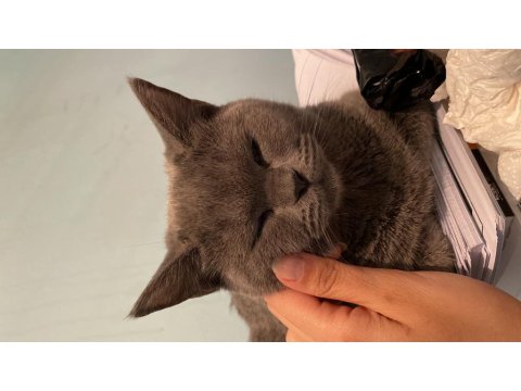 Sıcakkanlı Kedimizi Sahiplendiriyoruz