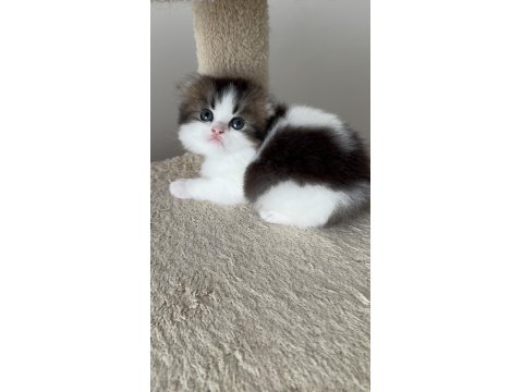 Özenle Büyütülen British Longhair Yavrularımız