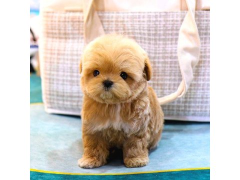 Maltipoo Köpeklerim