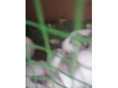 Hollanda Cüce Tavşanı