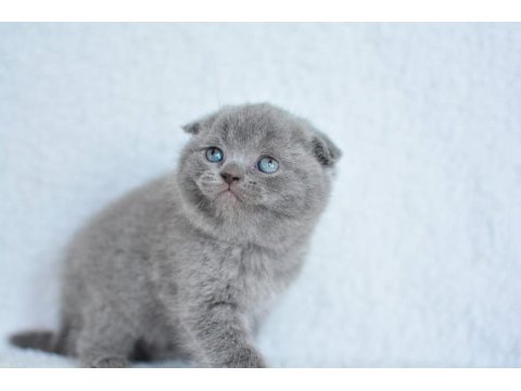 Topaç Gibi Yusyuvarlak Kafa Gri Scottish Fold