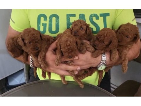 Korekan Toy Poodle Bebekleri