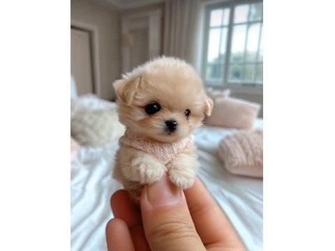 Maltipoo Cinsi