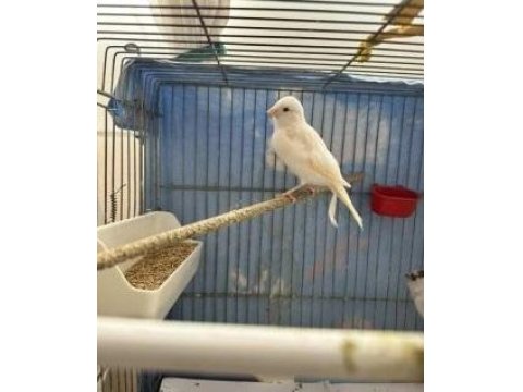 2025 Kız Dişi Beyaz Kanarya