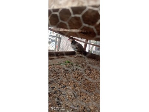 1 Yaşında Erkek Keklik