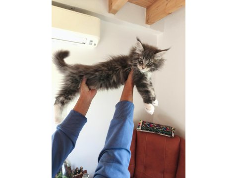 Aşıları Tamamlanmış Tüm Belgeleri İle Teslim Edilecek Safkan Maine Coon