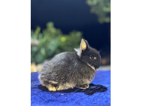 Cüce Tavşanlar Her İle Gönderilir