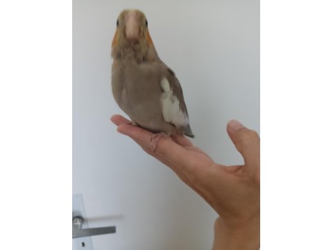 Yavru Sultan Papağanımız