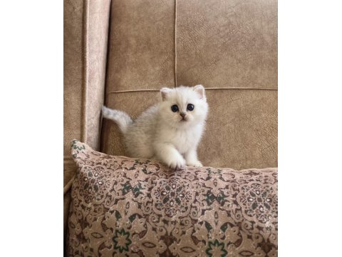 Irk Garantili Şecereli Anne Babanın British Bebeği