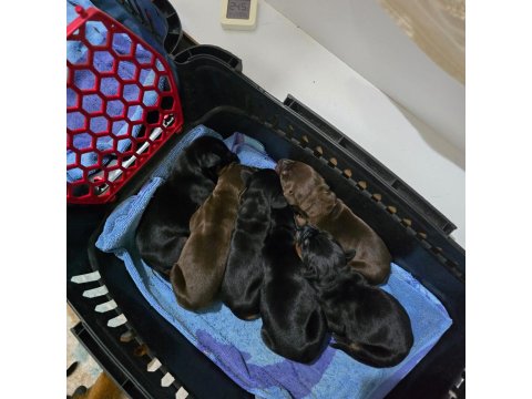 Fci Kif A Şecere Dereceli Eşleşme Doberman Yavruları