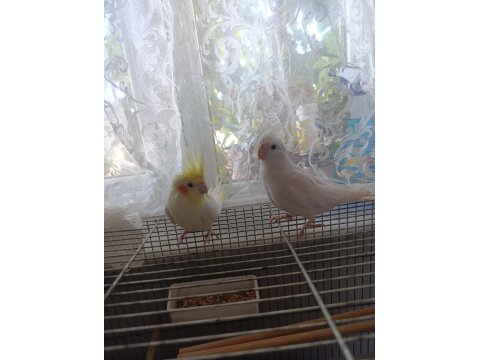 Albino & Lutino Takım Sultan Papağanı