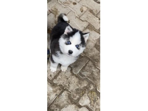 Irk Garantili Husky Yavrularımız