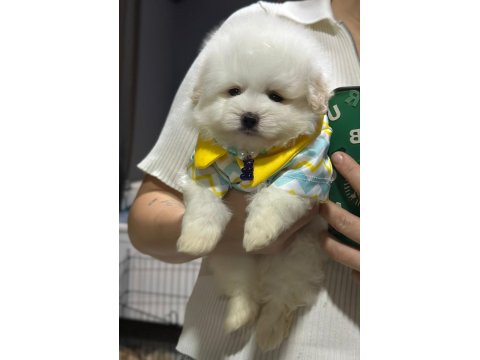 Pamuk Şeker Maltipoo Köpeği