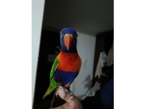 İlgi Bağımlısı Lori Papağanı