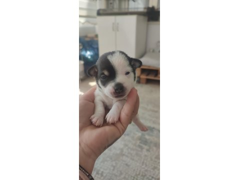 Sahiplendirilecek Chihuahua