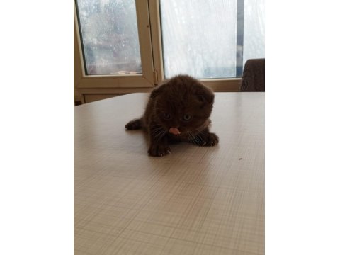 British Shorthair Bebeklerimiz Yeni Ailelerine Hazırlar