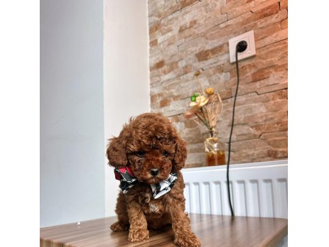 Toy Poodle Köpeği Yavrularımız