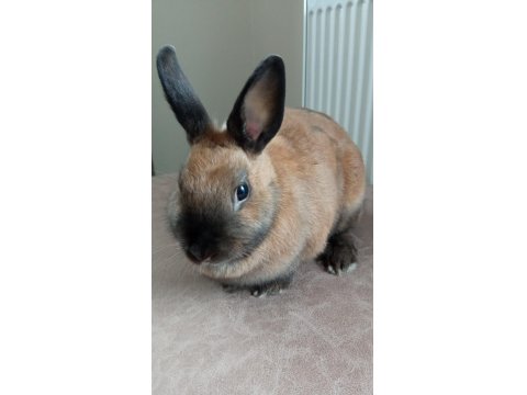 Cüce Tavşan Ve Yeni Doğmuş Yavruları