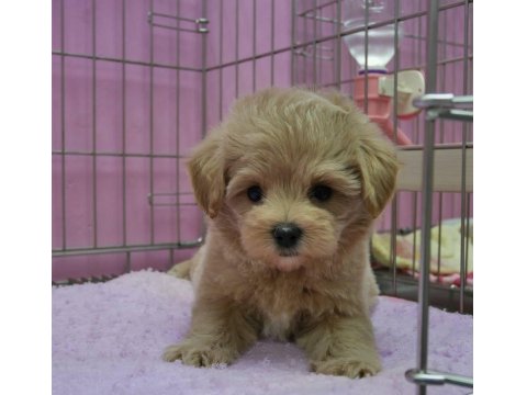 F2 Maltipoo Yavru Köpekler