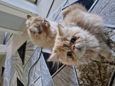 3 Aylık İran Kedisi Kardeşler