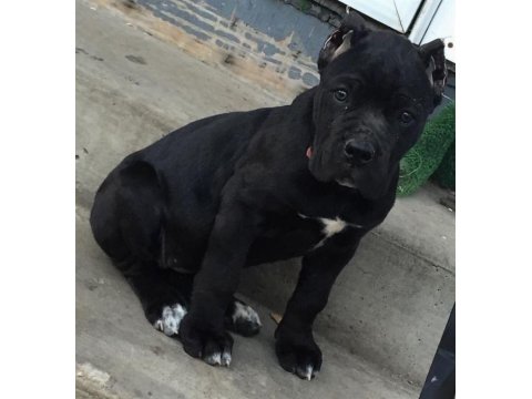 Sağlık Ve Irk Garantili Cane Corso Köpekleri