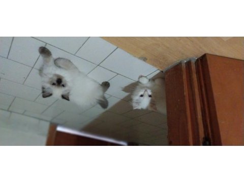 Blue Point British Longhair