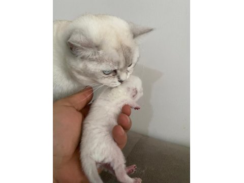 Yavru British Shorthair Safkan