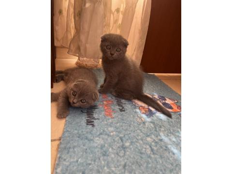 Scottish Fold Yavru