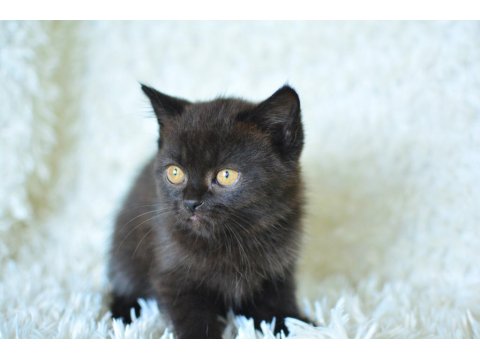Göz Alıcı Koyu Kahve Rengi İle British Shorthair