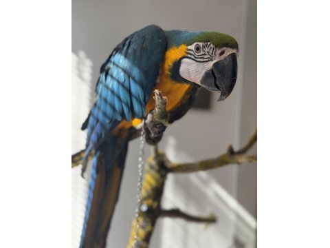 10 Aylık İnsan Canlısı Macaw Papağanı