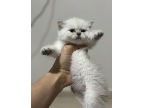 British Shorthair Dişi Kedimiz