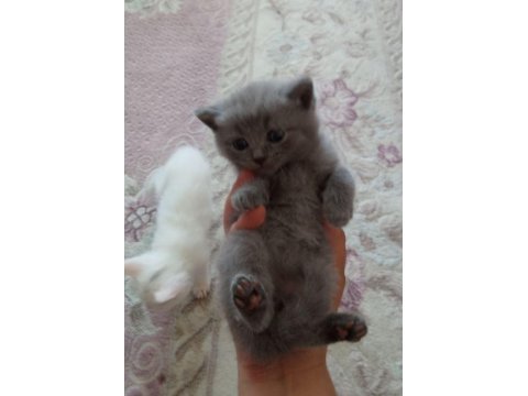 Renk Renk Erkek Ve Dişi British Shorthair Bebekleri