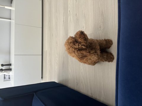 Toy Poodle Köpeği