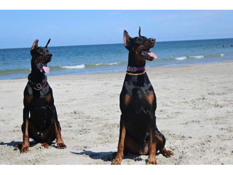 Eğitimli Doberman Yavruları Çiftlikten