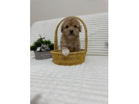 Küçük Boy Kalan Maltipoo Bebekler